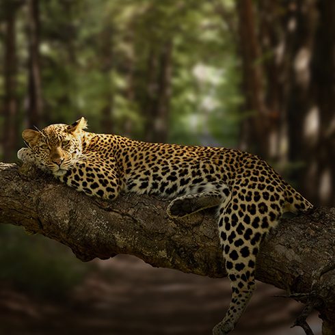 nature and wildlife v2 490x600 1 (1)